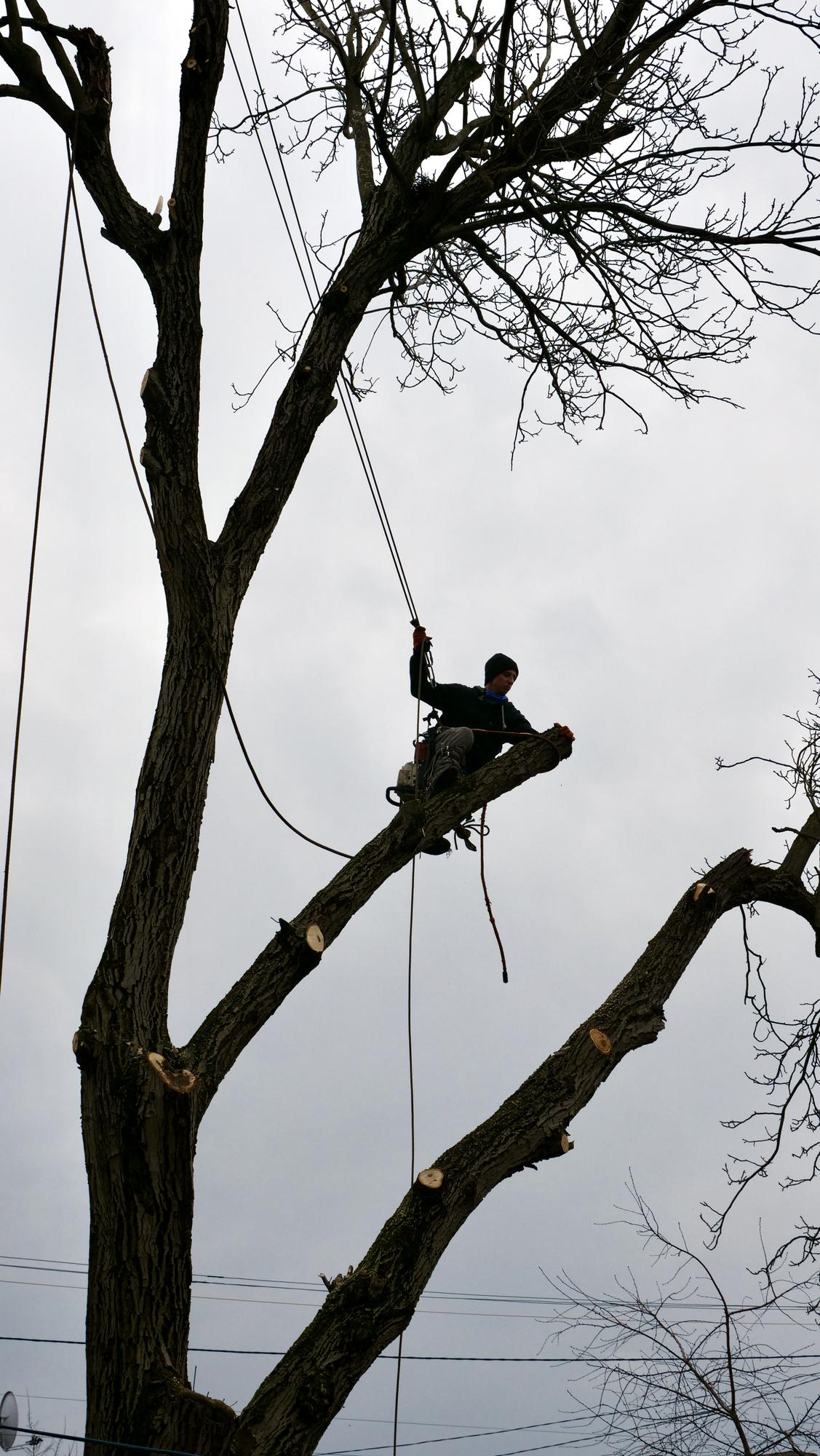 coût abattage arbre avec tronçonneuse sur chantier proche habitation