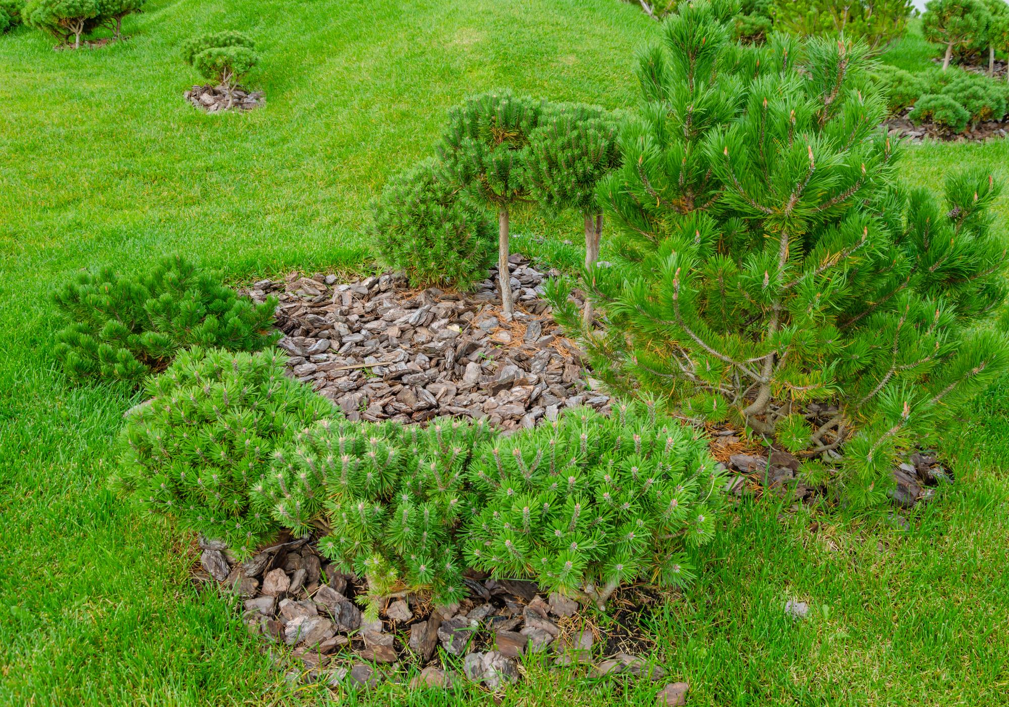 Aménagement d’un jardin sans entretien : extérieur esthétique et facile à vivre 2 plantes résistantes à la sécheresse dans un jardin méditerranéen sans entretien