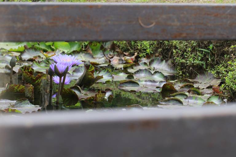 Bassin d'agrément paysager planté de végétaux aquatiques