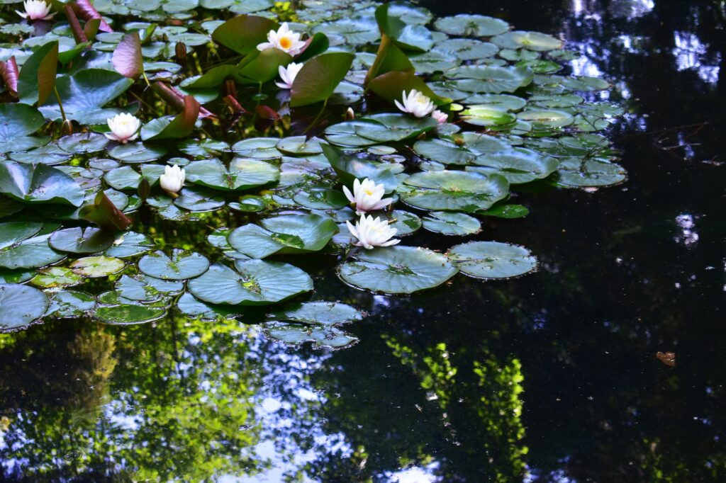 Bassin ou piscine : quel aménagement privilégier pour un jardin harmonieux ?