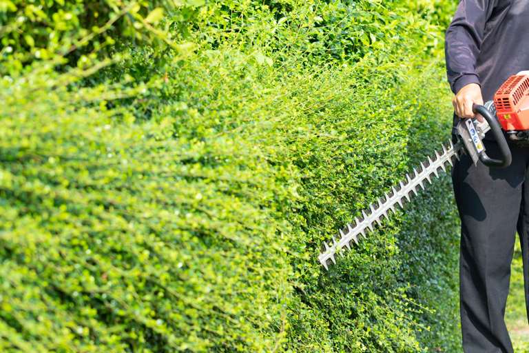 Taille d'une haie lors de l'entretien régulier d'un jardin