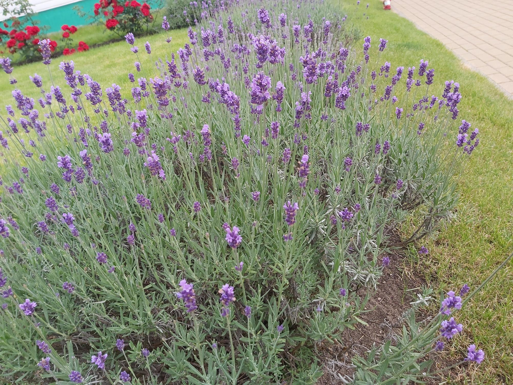 massif de plantes vivaces pour jardin sans entretien avec lavande et graminées ornementales