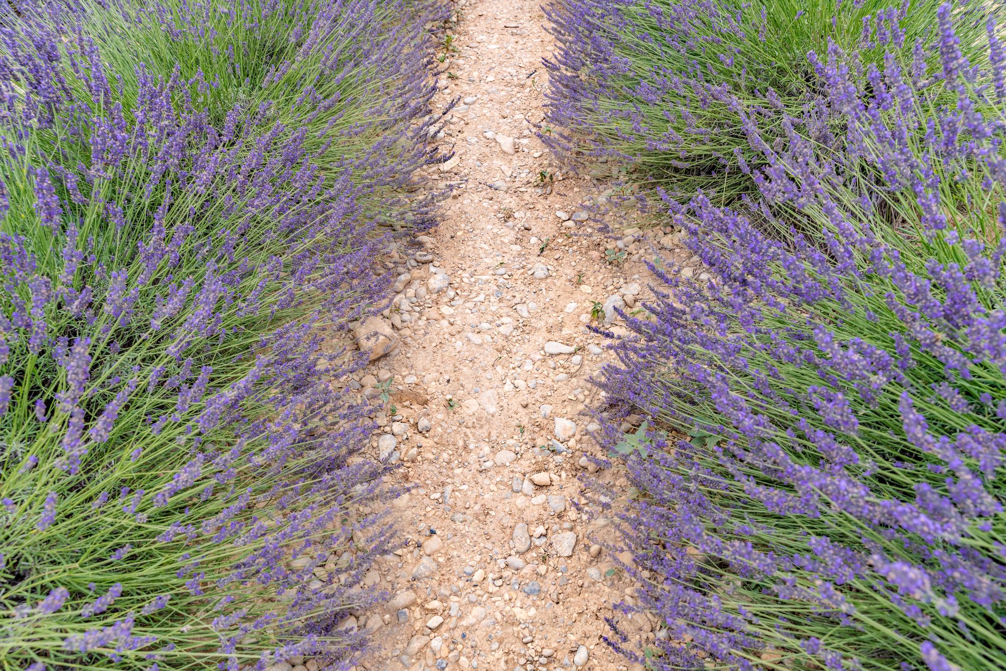 Jardin méditerranéen : aménagement avec plantes, pierre et gravier pour un espace durable 1 jardin méditerranéen aménagement avec gravier pierre et lavande olivier
