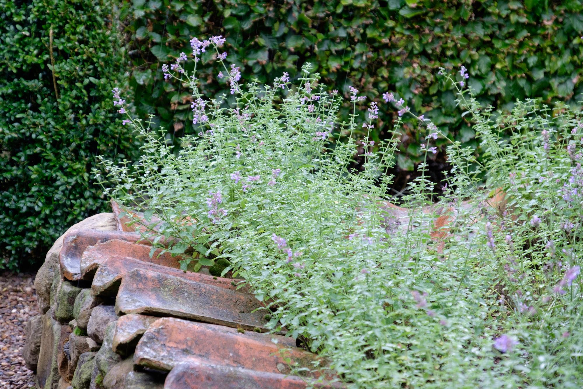 Jardin méditerranéen : aménagement avec plantes, pierre et gravier pour un espace durable 2 allée en gravier jardin méditerranéen aménagement avec muret en pierre et romarin